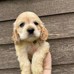 Ollie - Cream male Cocker Spaniel puppy in Lake, Mississippi from MGs Cockers