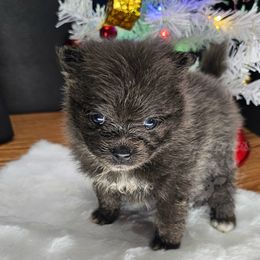 Pepper's The Fate of Ophelia - Ophelia - Blue female Pomeranian puppy in Plant City, Florida from Pepper's Pomeranians