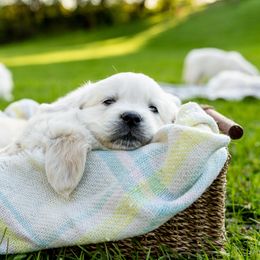 Golden Retriever Puppies from Brooklin Canine