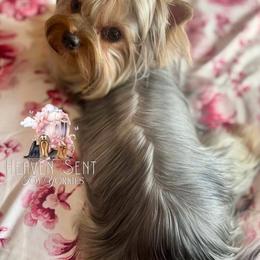 Candy - Yorkshire Terrier