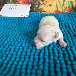 Cruz-3.5 pound toy - Parti male Maltipoo puppy in Lawrenceburg, Tennessee from LUV Poodles and Maltipoos