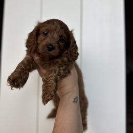 Levitt - Red roan female Cockapoo puppy in Huntsville, Alabama from Cutie Cockapoos Breeding