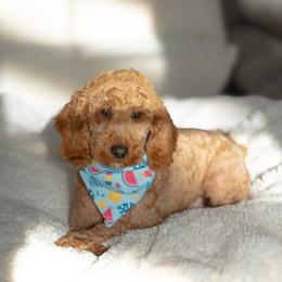 Minnie - Goldendoodle