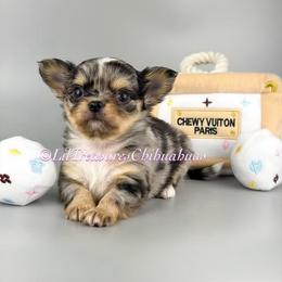 Alani - Merle female Chihuahua puppy in Anderson, South Carolina from Lil Treasures Chihuahuas