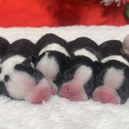 Boston Terrier Puppies from Candi's Boston Terriers
