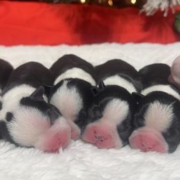 Boston Terrier Puppies from Candi's Boston Terriers