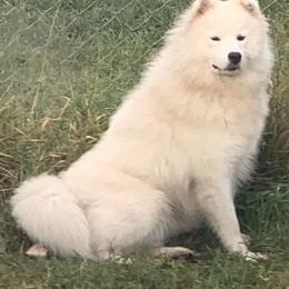 Anna - Samoyed