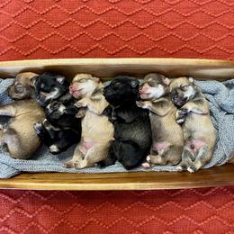Miniature Schnauzer Puppies from Schnauzers on Robinson Lane
