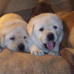Labrador Retriever Puppies from Cecilie Drege