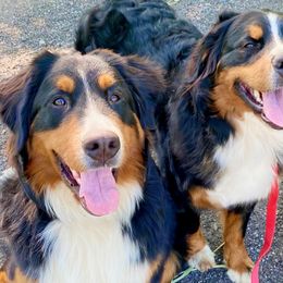 Bernese Mountain Dogs from Andover Mountain Bernese