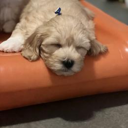 Havanese and Havapoo Puppies from Havanese With Love Breeding Co.