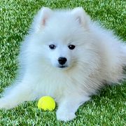 Japanese Spitzs from Excalibur Japanese Spitz