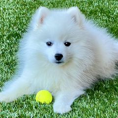Japanese Spitzs from Excalibur Japanese Spitz