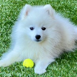 Japanese Spitzs from Excalibur Japanese Spitz