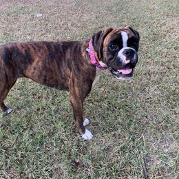 Mila - Boxer