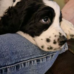 Prue - White and black English Springer Spaniel puppy in Crockett, Texas from Obsidian Rose