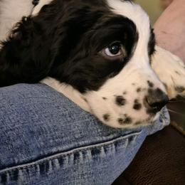 Prue - White and black English Springer Spaniel puppy in Crockett, Texas from Obsidian Rose