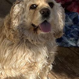 Juliette - Cocker Spaniel