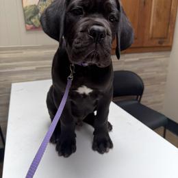 Cane Corso Puppies from Classic Jayx