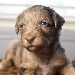 Spritz - Trained Puppy - Chocolate merle female Bernedoodle puppy in Youngstown, Florida from Wonderland’s Boujie Kennels