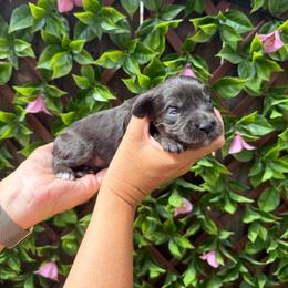 Bonnie - Black and chalk female Australian Labradoodle puppy in Orange, California from Little Kingdom Doodles