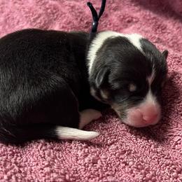 Boy 2 - Black and tan male Pembroke Welsh Corgi puppy in Ocala, Florida from Dolan Farms Corgis