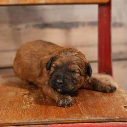 Olive - Wheaten female Whoodle puppy in West Bend, Iowa from Blue Skies Terriers