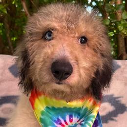 Stryder -Boy 2 - Blue merle male Aussiedoodle puppy in Punta Gorda, Florida from Blitzenhaus Working Dogs-Home of the Working Czech Shepherd and Rottweiler and Splash of Color Aussiedoodles