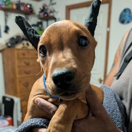Boy Red- blue collar Show or pet - Red male German Pinscher puppy in Chatham, Virginia from WMHK9/Roolyn German Pinschers