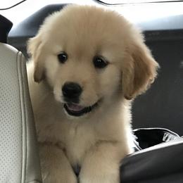Golden Retriever Puppies from Glacier Goldens