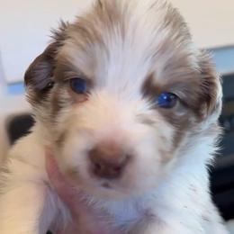 Ruby - Red merle female Australian Shepherd puppy in Ellensburg, Washington from Creekside Aussies