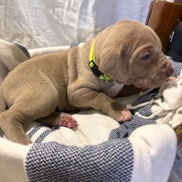 Neon Green Boy - Silver male Great Dane puppy in Albertville, Alabama from Wild Willow Danes