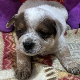 L66-07 - Red speckled female Australian Cattle Dog puppy in Sheridan, Oregon from 6pk Cattledogs