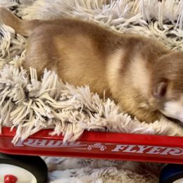 Boy 2 - Red and white Pomsky puppy in Bayview, Idaho from Ponderay Pomsky
