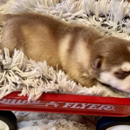 Boy 2 - Red and white Pomsky puppy in Bayview, Idaho from Ponderay Pomsky