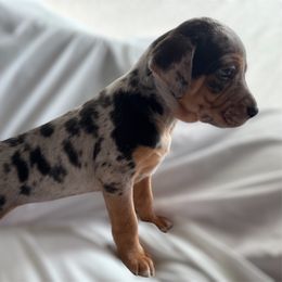 Catahoula Leopard Dog Puppies from Cottonwood Creek Catahoula’s