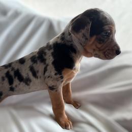 Catahoula Leopard Dog Puppies from Cottonwood Creek Catahoula’s