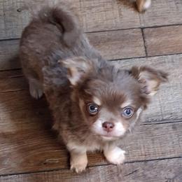 Matthew 3750.00 - Chocolate blue male Chihuahua puppy in Callao, Virginia from Grace & Glory Chihuahuas