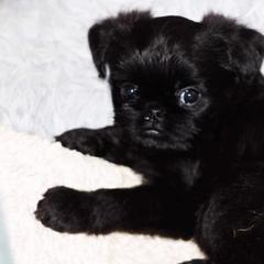 Brussels Griffons from Alias I Am Brussels