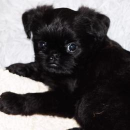 Brussels Griffons from Alias I Am Brussels