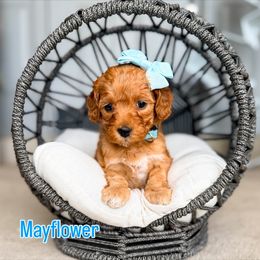 Mayflower - Red  female Goldendoodle puppy in West Haven, Utah from Split Mountain Doodles
