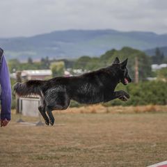 Belgian Sheepdogs from Isengard