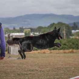 Belgian Sheepdogs from Isengard