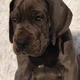 Great Dane Puppies from Big Tex K9 Konnection