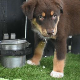Rudy - Red tri-color male Australian Shepherd puppy in Oak Hill, Florida from Swingin T Ranch LLC