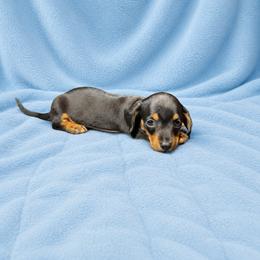 Oscar - Black and tan male Dachshund puppy in Richmond, Virginia from Paw Prints