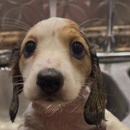 Storm (Ready 5-22) - Piebald female Dachshund puppy in Jena, Louisiana from Amy’s Mini Doxies
