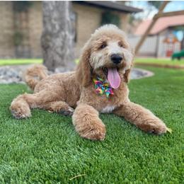 Bella - Labradoodle
