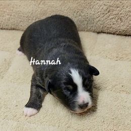 Hannah - Black tri female Miniature Australian Shepherd puppy in Waxhaw, North Carolina from Cane Creek Aussies