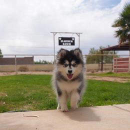 Oakley - Black and white male Pomsky puppy in Mesa, Arizona from Platinum Pomskies